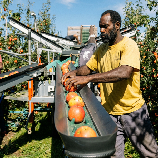 Jazz Apple Growers NZ> Promos